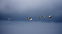 03_09_15_A 468