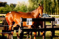 Remate Selección - Lovelocks Polo Stud Pony Auction - 10/11/2015.