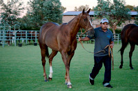 Remate Alegria - Pony Sale - 09/12/2015.