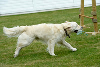 Dog Show - 29/05/2016.