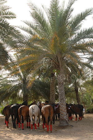 Dubai 116