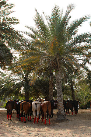 Dubai 113