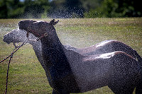 Cartier Queen's Cup - 30/07/2020.